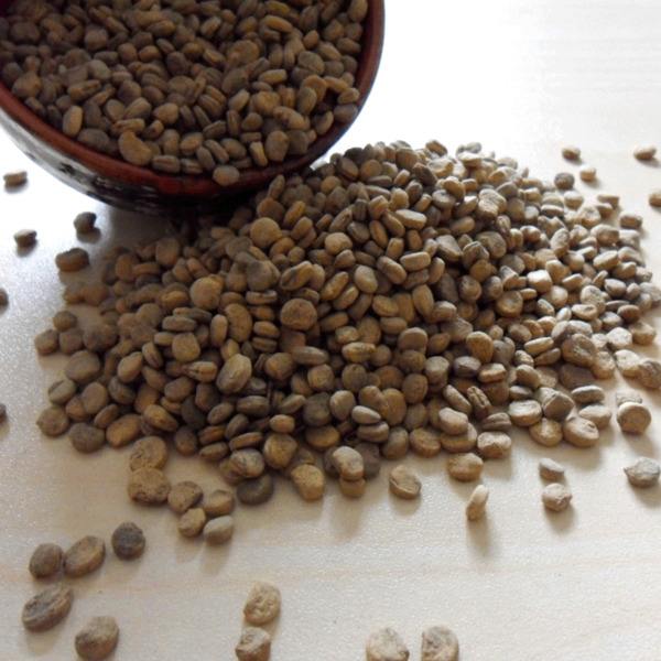 百草之王人参鲜参,人参百草之王大概多少钱一支