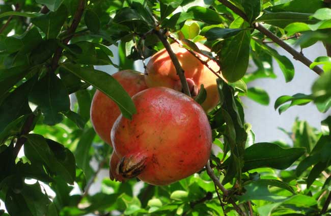 石榴苗种植方法,石榴种植的月份