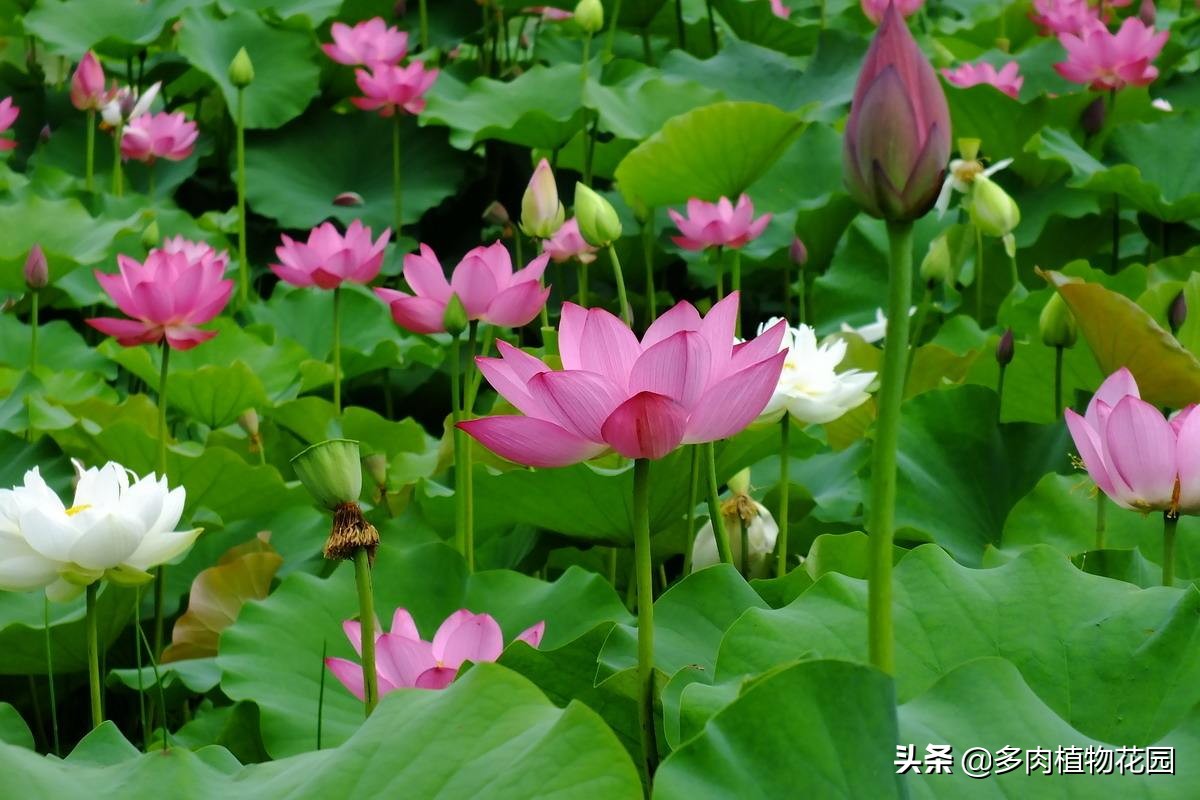 水仙花是我国的十大名花之一,桂花是我国的十大名花之一