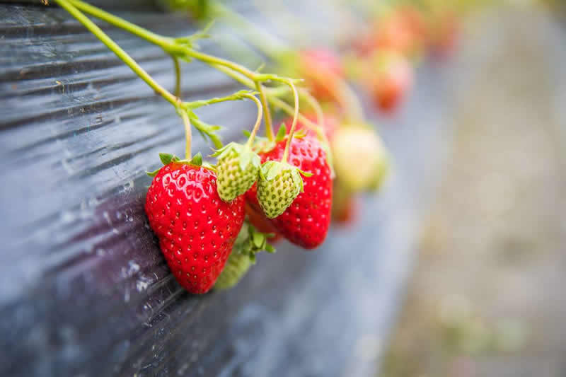 草莓定植后的管理工作,草莓进入结果后期的水肥管理
