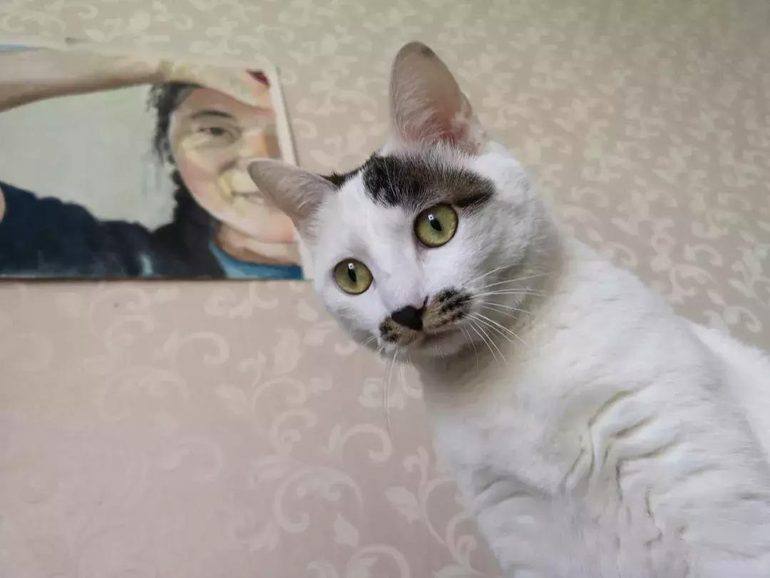 给它们一个家|线上宠物领养日,201903102