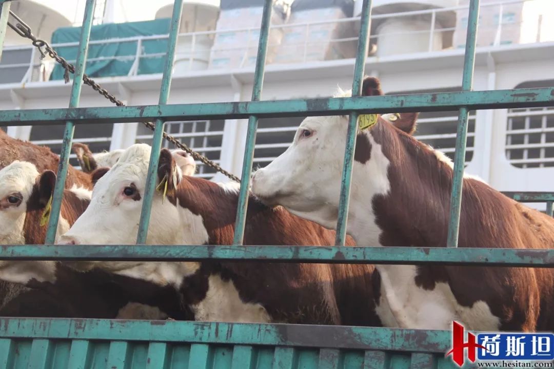 6000多头“澳妞”登陆京唐港中澳贸易即将零关税安格斯关税直降2%