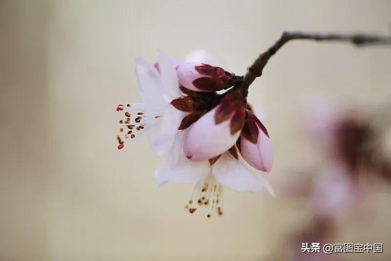 桃花怎么拍才好看,桃花怎么拍摄才能出新意