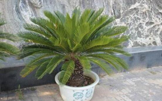 铁树怎么养长枝条,铁树怎么养殖才能养好