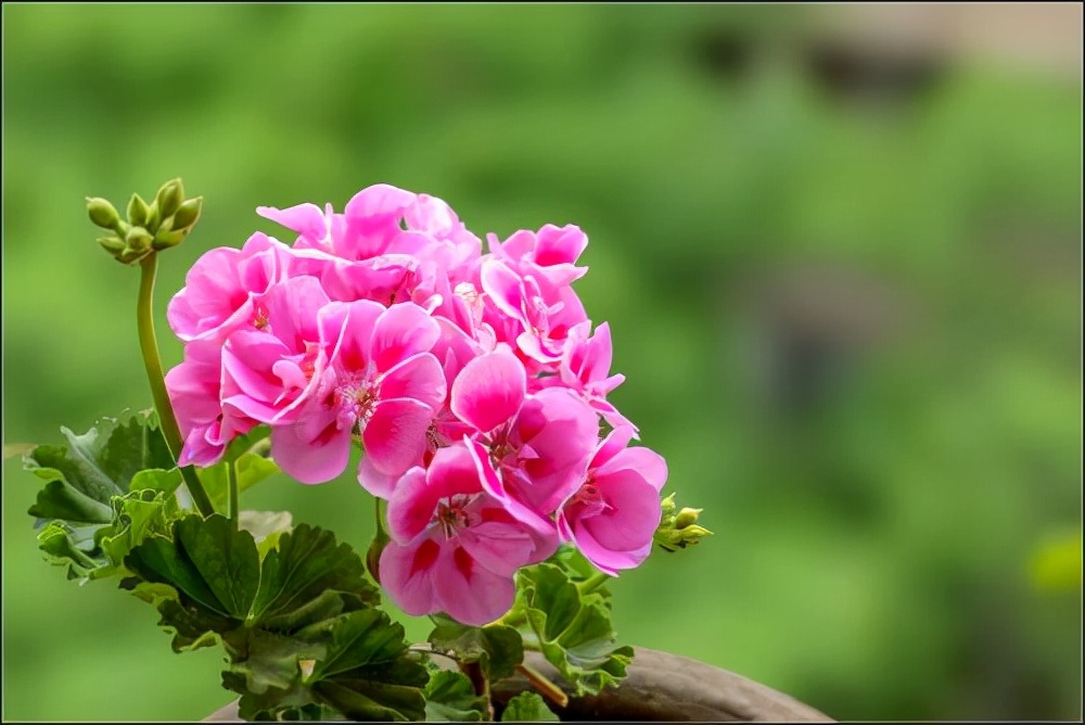 常见花卉养殖总汇,各种花卉植物养殖方法??