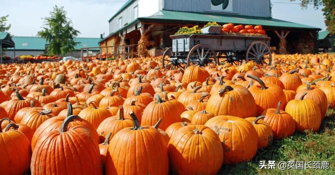 南瓜大作战攻略,南瓜大作战有几个地点