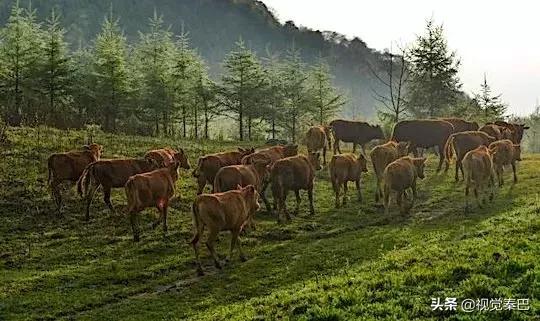 今天，我要夸夸我的通江县
