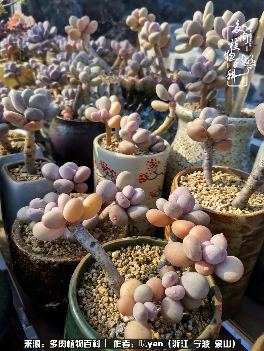 多肉初级入坑者,入坑多肉