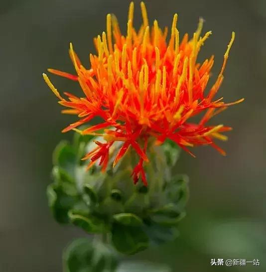 塔城市区内游玩民俗,塔城额敏民俗