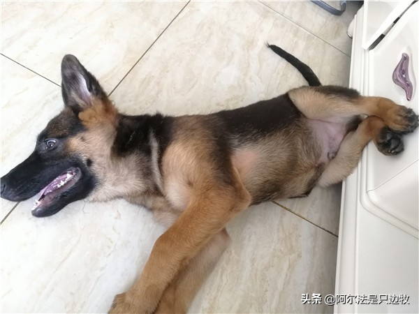 我可能对德牧有误解,有时它不过就是披着德牧皮囊的二哈