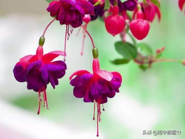 倒挂*钟金**落花怎么办?教你做好这5点,倒挂*钟金**花开艳丽满枝头