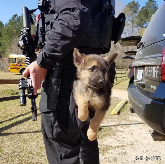 小时候的德牧有多萌,德牧小时候的神仙颜值