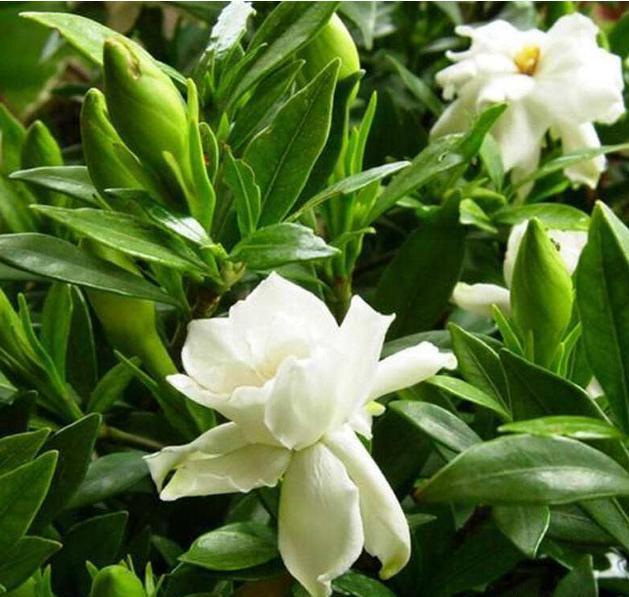 大叶牡丹栀子花黄叶干叶怎么补救,栀子花黄叶的原因及处理方法图片