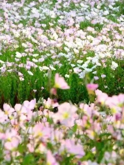 福州一日游不要钱最佳景点,福州周边短途一日游攻略的文章