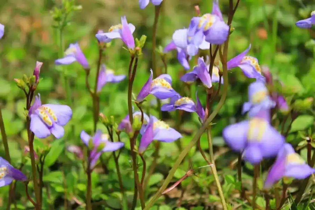 梦参老和尚讲神通故事,梦参老和尚讲一个笑话视频