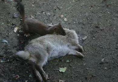 一年捕鼠3500只完整视频,一年灭鼠35万只老鼠