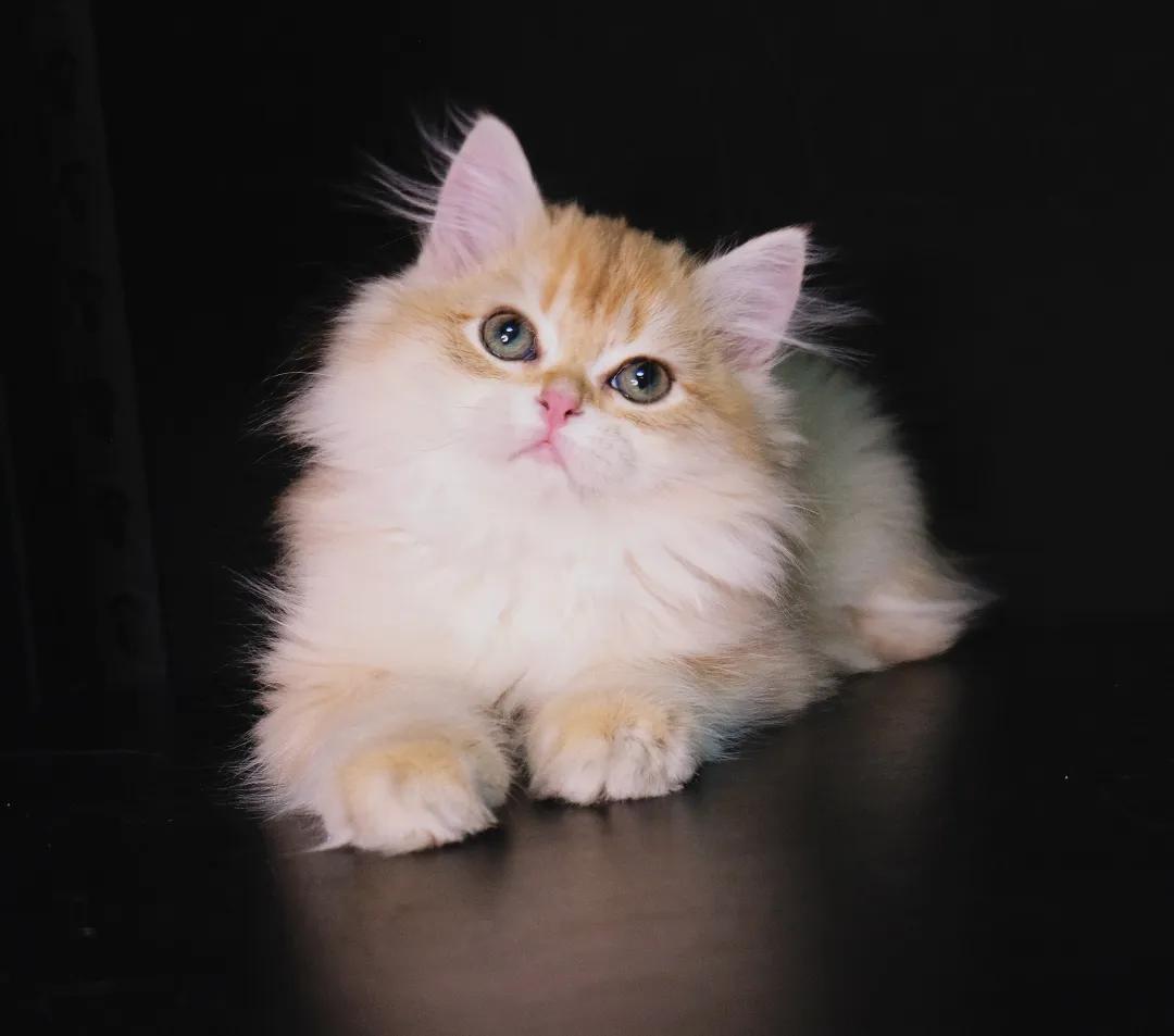 英短为什么讨人厌,英短猫为什么不建议养