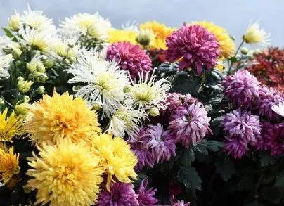 2020年花店营销日历，34个赚钱的好日子「建议收藏」