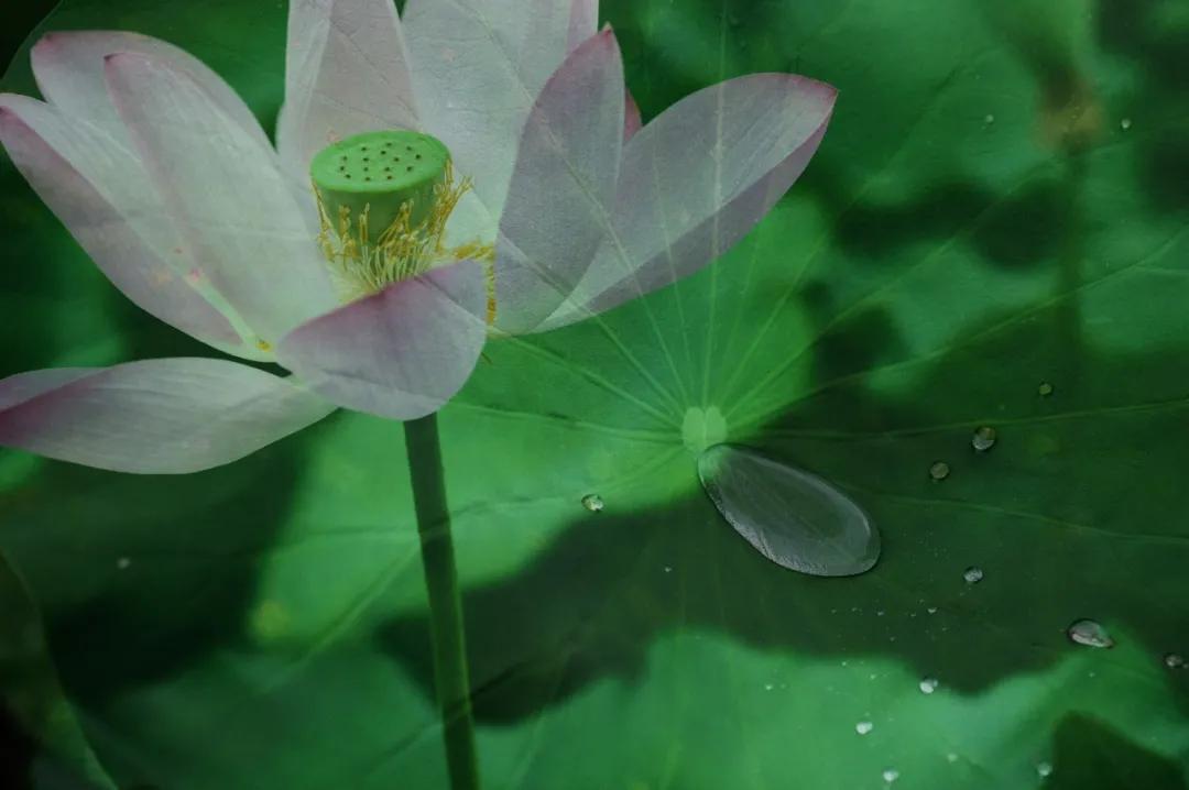 大暑的五种美,小暑的七种食物