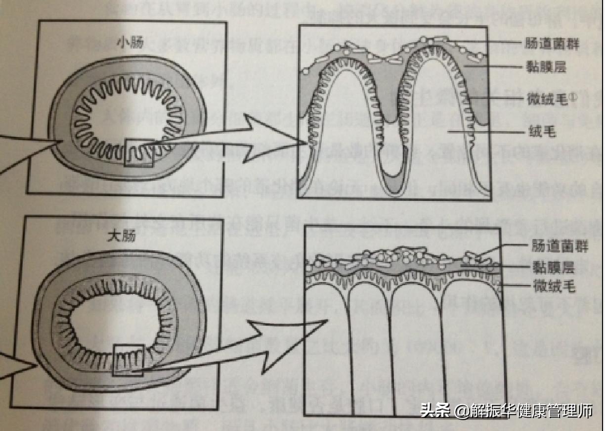 儿童调理肠道益生菌,如何增加肠道益生菌