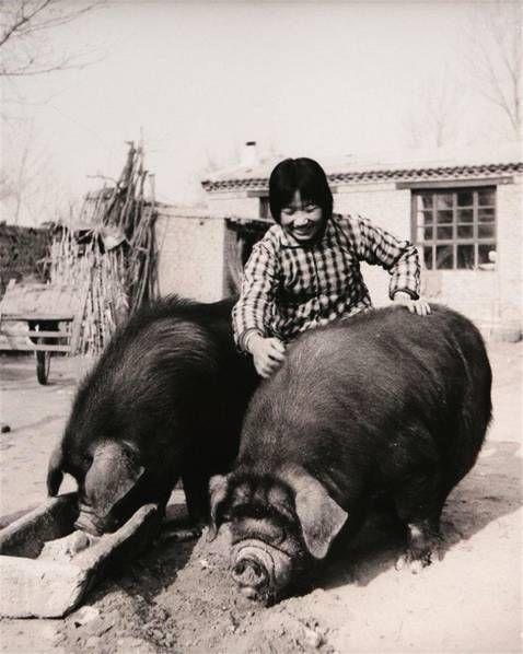 16岁当上赤脚兽医，我做的第一件事就是斗智斗勇给猪打针