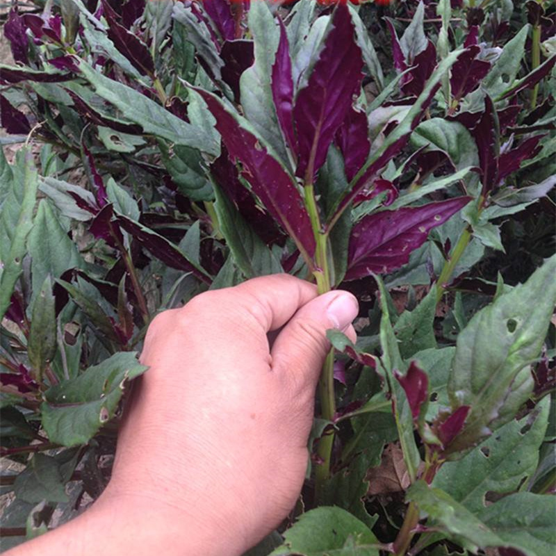 农村常吃的40种野菜你吃过几种呢,这10多种野菜你吃过哪些