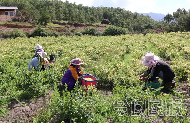 金银花开了春天就到了,金银花开了春天来了