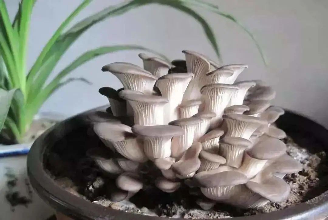 从播种开始养花,蘑菇种植方法及步骤