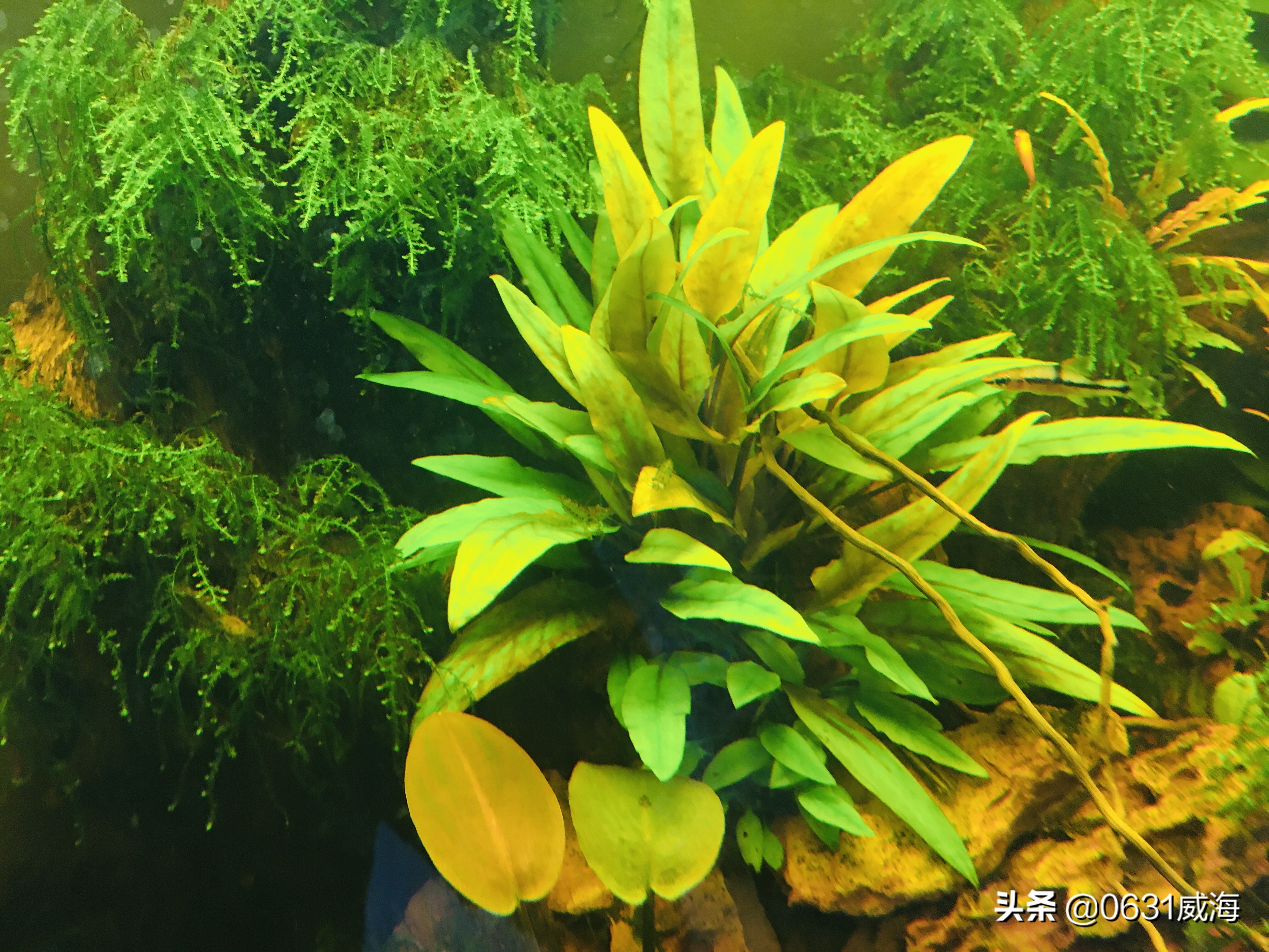 底砂养鱼好吗,底砂种植水草好处