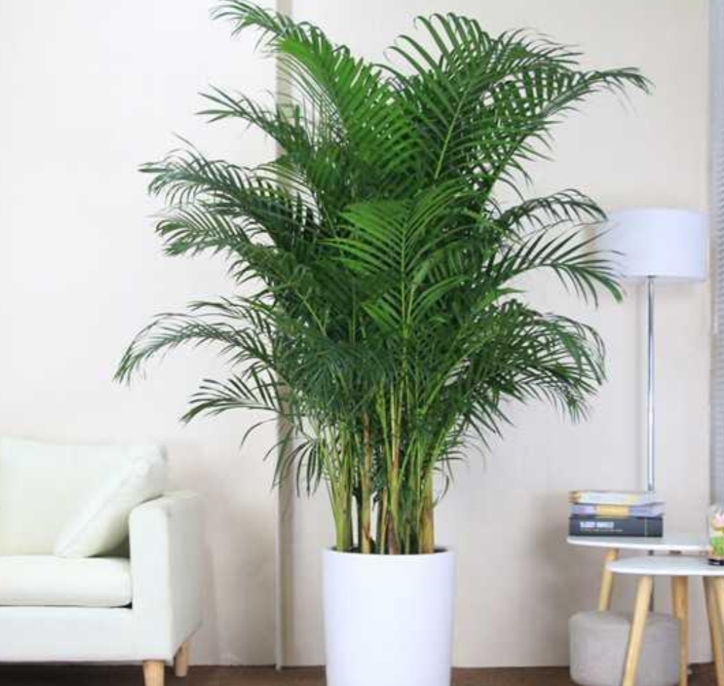 最适合放在室内净化空气的植物,哪些植物可以美化环境