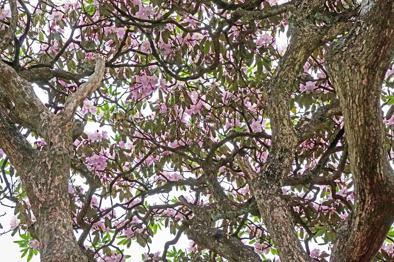 天台华顶山森林公园历史,李白来过天台吗