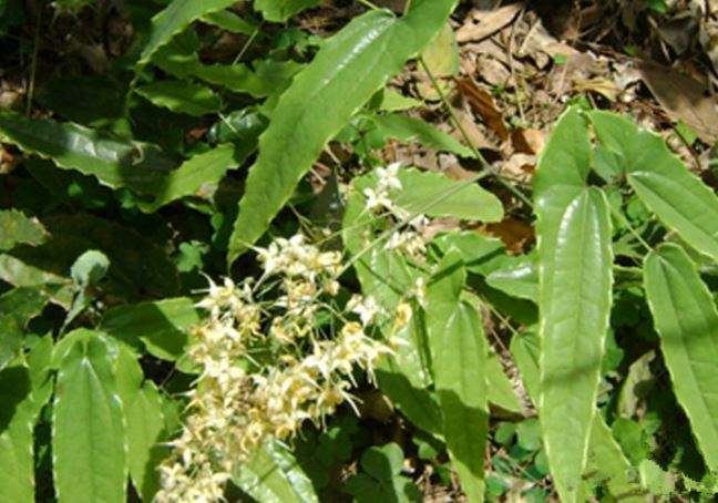 野生淫羊藿长得啥样图片,野草淫羊藿图片