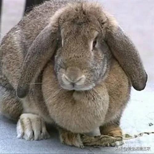 没有本钱搞哪些养殖业最好了,目前农村搞什么养殖业最好赚钱