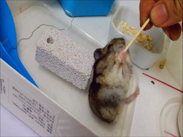 仓鼠饲养方法和注意事项,仓鼠饲养注意事项和饲养方法