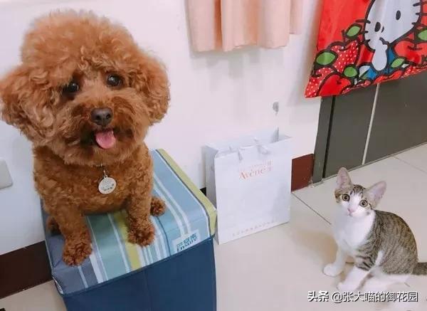 猫咪掉胡须买彩票中大奖,主人捡了一只猫咪