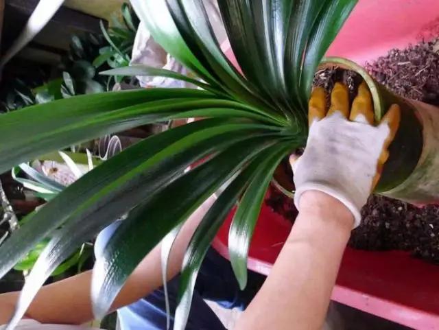 君子兰根系太长了能否修剪,君子兰换盆时根系的修剪