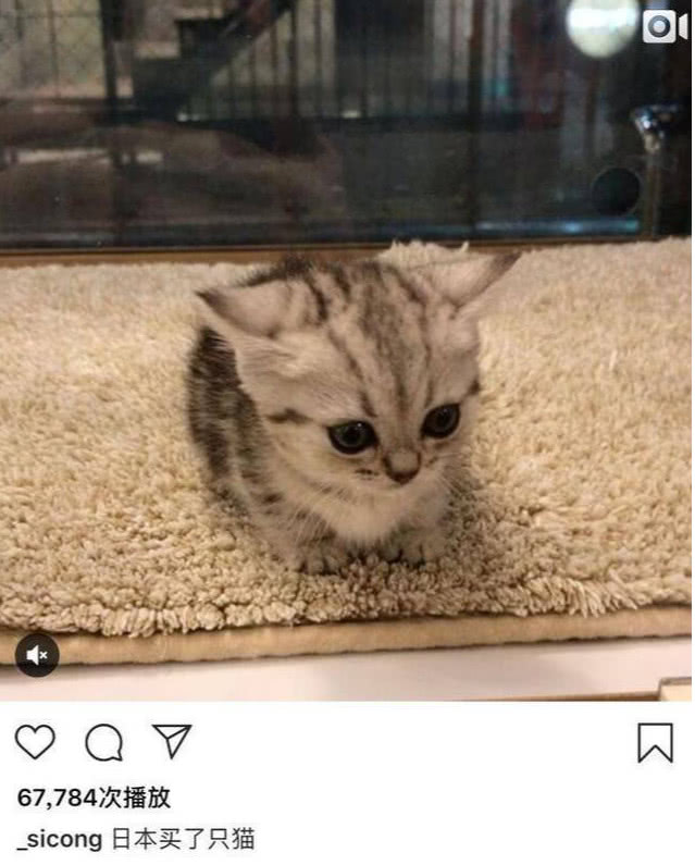 王思聪的狗可可最近怎样了,王思聪养宠物