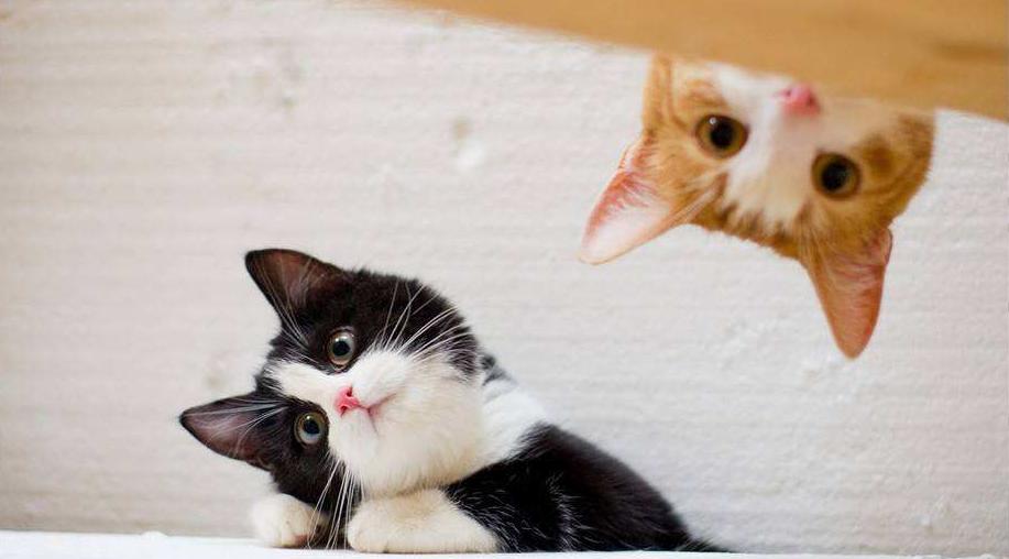 最受欢迎的猫品种前十名,国内最受欢迎的6种猫咪橘猫