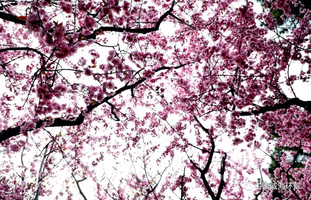 走进春天的环翠公园,环翠景色