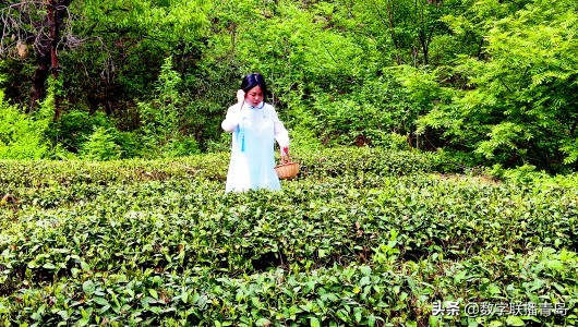 江北第一茶崂山绿茶,崂山茶pk日照绿