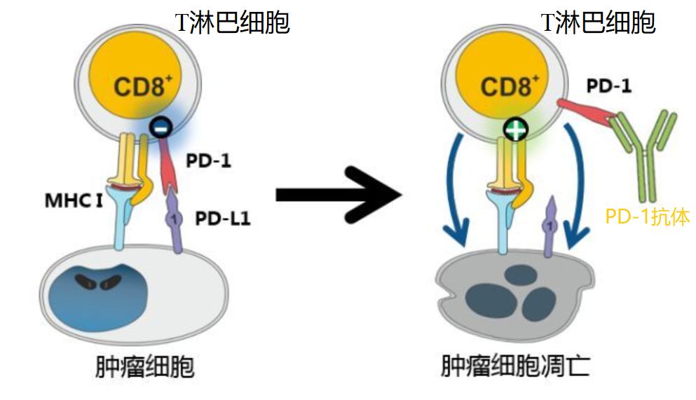 肺癌免疫治疗耐药后处理策略ppt,免疫治疗小细胞肺癌2021价格表