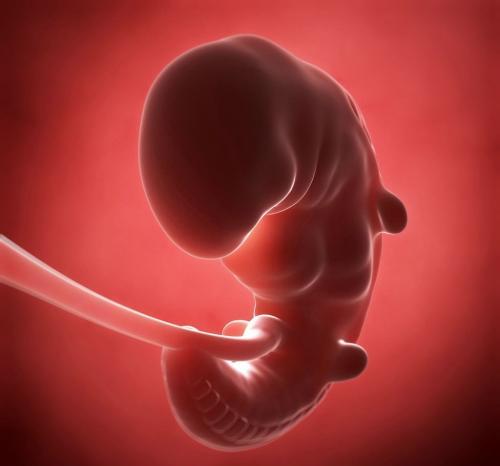 人类胚胎1到40天的发育过程,从胚胎到出生的奇妙之旅