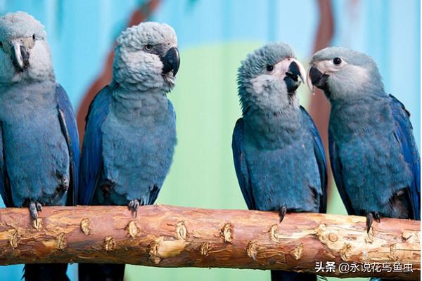 世界上最大的鹦鹉，紫蓝金刚鹦鹉体长超过1米，身价高达1万美元