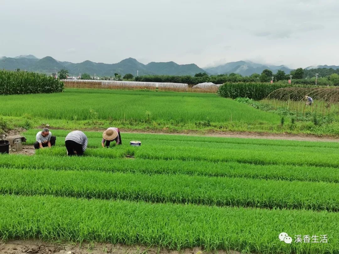 西溪南古村落惬意慢生活,徽州西溪南生活