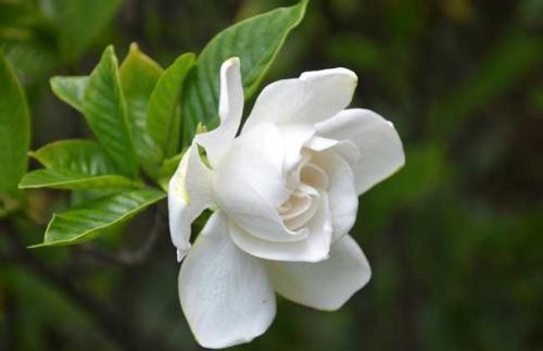 栀子花种子怎么种上就出芽了,栀子花从种子到开花生长过程