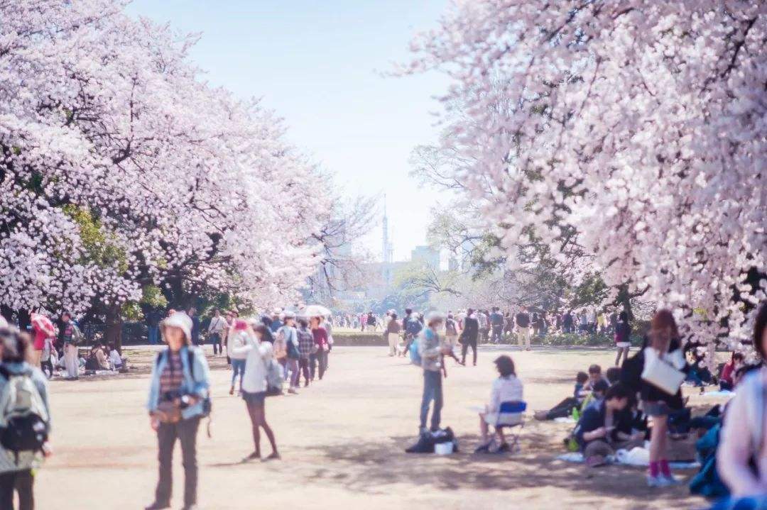 日本赏樱之旅是真的吗,日本最新赏樱攻略