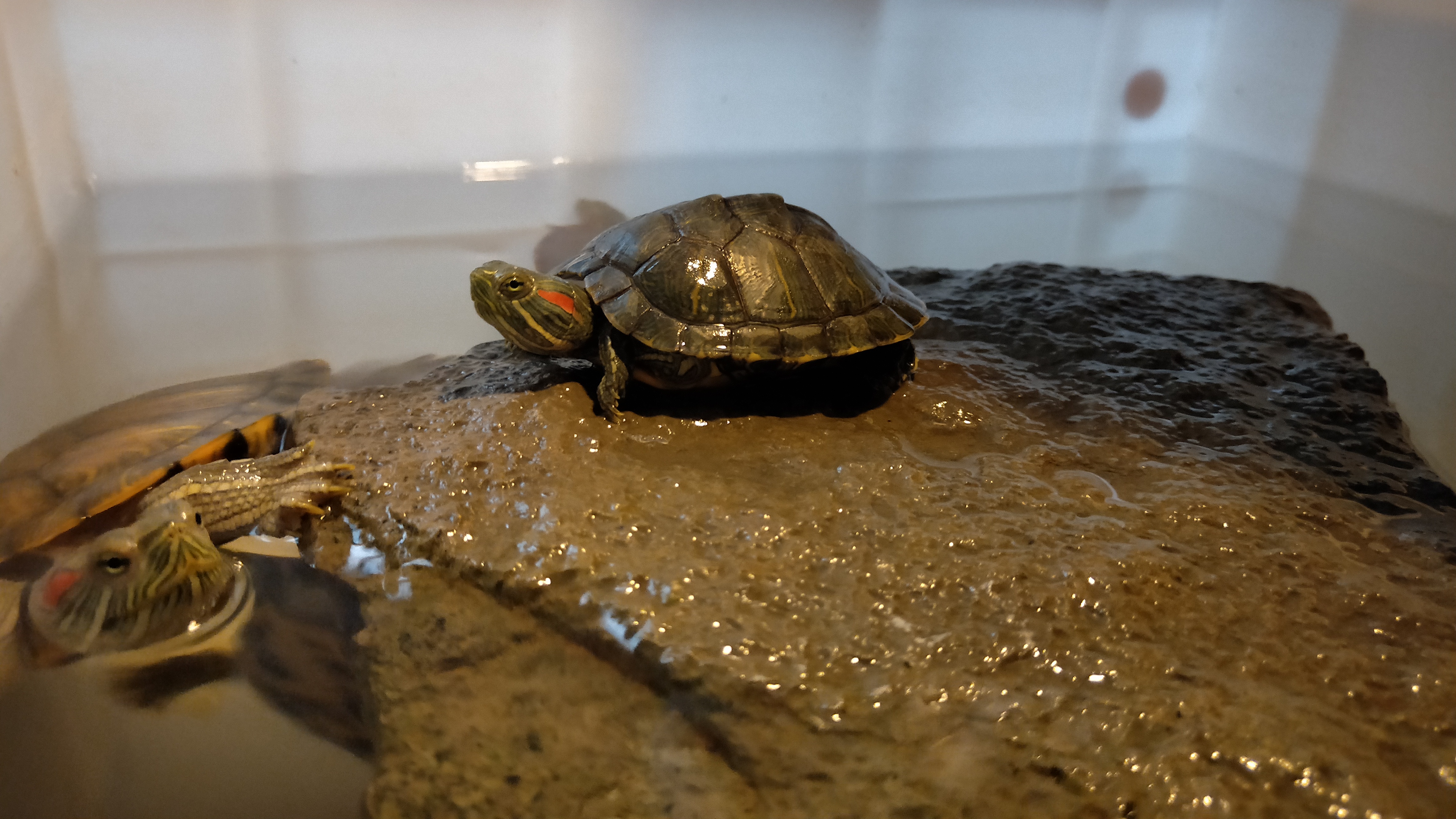 网上买的新手快乐龟缸怎么养龟,新手养龟入门基础教程