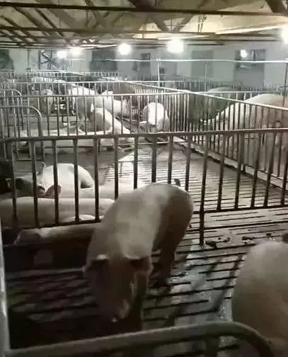 快看！非洲猪瘟终于找到有效的预防方案了，大户都是这样做的