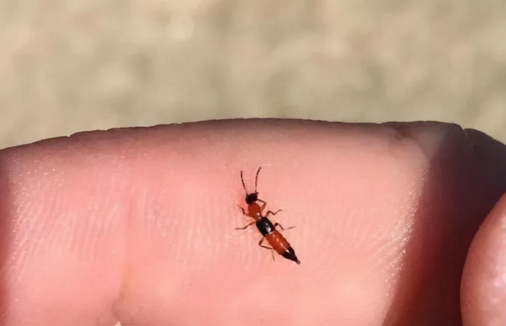 会喷圆形绿色毒液的黑毒蚂蚁,带翅膀的蚂蚁是什么蚂蚁有毒吗