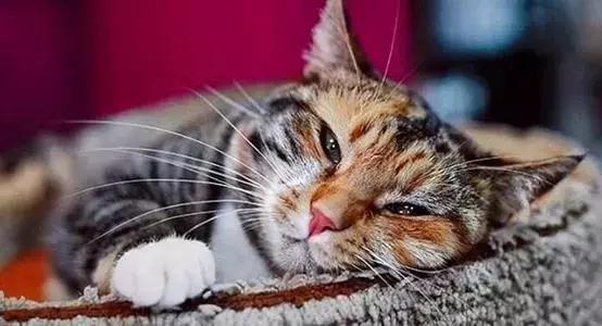 猫德动物医院治猫瘟,福懋动物医院好不好